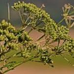 retka biljka, Siljevina - Peucedanum officinale