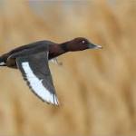 patke njorke (Aythya nyroca)