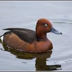 patke njorke (Aythya nyroca)